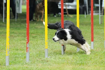 Corso di addestramento cani cuccioli